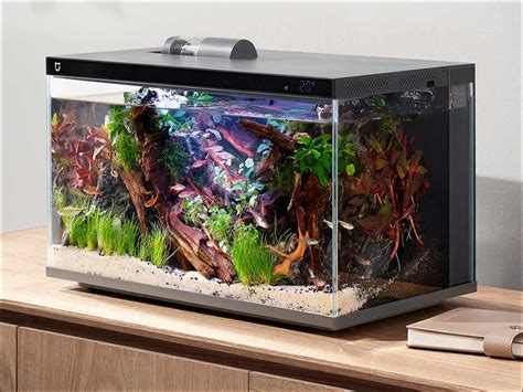 植物 魚缸監視器